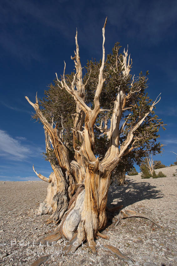 Bristlecone pine rising above the arid, dolomite-rich slopes of the White Mountains at 11000-foot elevation. Patriarch Grove, Ancient Bristlecone Pine Forest. White Mountains, Inyo National Forest, California, USA, Pinus longaeva, natural history stock photograph, photo id 17476