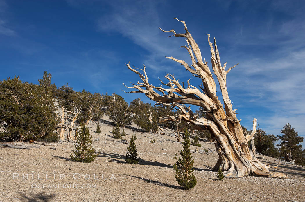 Bristlecone pines rising above the arid, dolomite-rich slopes of the White Mountains at 11000-foot elevation. Patriarch Grove, Ancient Bristlecone Pine Forest, Pinus longaeva, White Mountains, Inyo National Forest