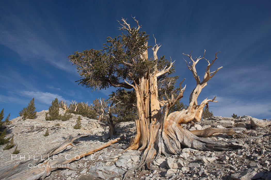 Bristlecone pine rising above the arid, dolomite-rich slopes of the White Mountains at 11000-foot elevation. Patriarch Grove, Ancient Bristlecone Pine Forest. White Mountains, Inyo National Forest, California, USA, Pinus longaeva, natural history stock photograph, photo id 17491