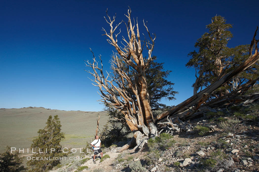 A hiker admires an ancient bristlecone pine tree, on the Methuselah Walk in the Schulman Grove in the White Mountains at an elevation of 9500 above sea level.  The oldest bristlecone pines in the world are found in the Schulman Grove, some of them over 4700 years old. Ancient Bristlecone Pine Forest. White Mountains, Inyo National Forest, California, USA, Pinus longaeva, natural history stock photograph, photo id 23232