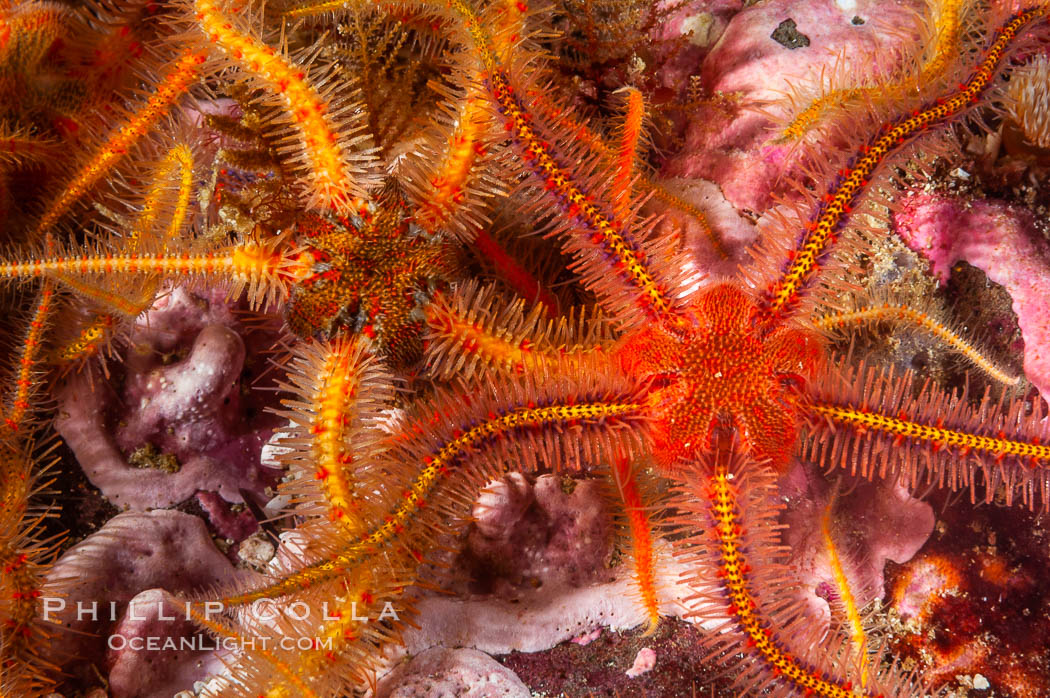 Brittle sea stars (starfish) spread across the rocky reef in dense numbers. Santa Barbara Island, California, USA, Ophiothrix spiculata, natural history stock photograph, photo id 10153