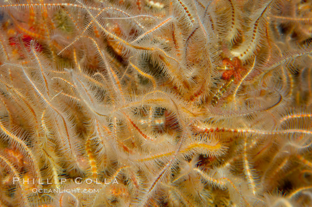 A mass of spiny brittle stars., Ophiothrix spiculata, natural history stock photograph, photo id 14948