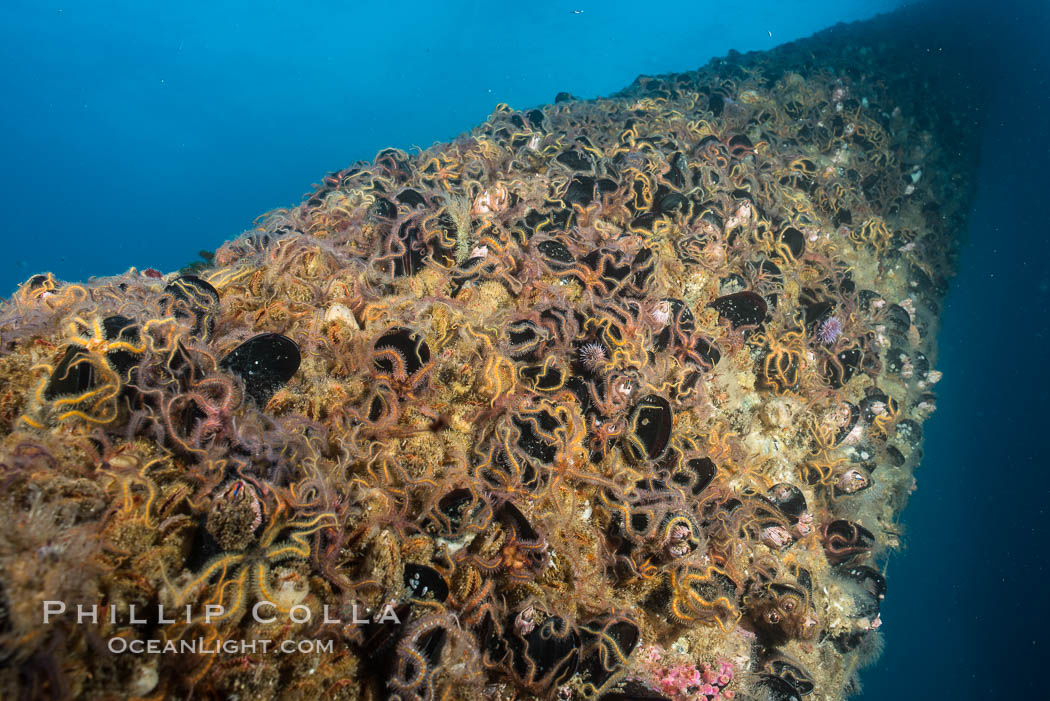 Brittle stars covering beams of Oil Rig Elly, underwater structure covered in invertebrate life, Long Beach, California