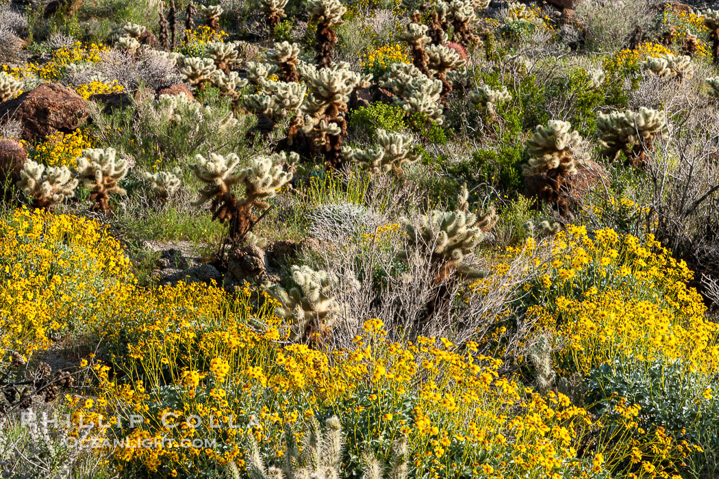 Brittlebush and various cacti and wildflowers color the sides of Glorietta Canyon.  Heavy winter rains led to a historic springtime bloom in 2005, carpeting the entire desert in vegetation and color for months. Anza-Borrego Desert State Park, Borrego Springs, California, USA, Encelia farinosa, natural history stock photograph, photo id 10926