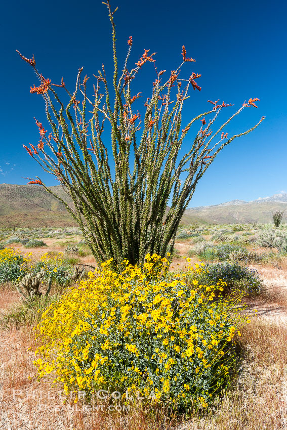 Brittlebush, ocotillo and various cacti and wildflowers color the sides of Glorietta Canyon.  Heavy winter rains led to a historic springtime bloom in 2005, carpeting the entire desert in vegetation and color for months. Anza-Borrego Desert State Park, Borrego Springs, California, USA, Encelia farinosa, Fouquieria splendens, natural history stock photograph, photo id 10938