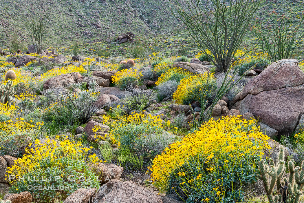 Brittlebush and various cacti and wildflowers color the sides of Glorietta Canyon.  Heavy winter rains led to a historic springtime bloom in 2005, carpeting the entire desert in vegetation and color for months. Anza-Borrego Desert State Park, Borrego Springs, California, USA, Encelia farinosa, natural history stock photograph, photo id 10958