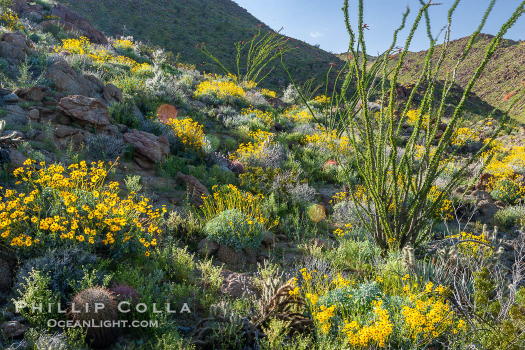 Brittlebush, ocotillo and various cacti and wildflowers color the sides of Glorietta Canyon.  Heavy winter rains led to a historic springtime bloom in 2005, carpeting the entire desert in vegetation and color for months. Anza-Borrego Desert State Park, Borrego Springs, California, USA, Encelia farinosa, Fouquieria splendens, natural history stock photograph, photo id 10916