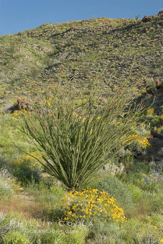 Brittlebush, ocotillo and various cacti and wildflowers color the sides of Glorietta Canyon.  Heavy winter rains led to a historic springtime bloom in 2005, carpeting the entire desert in vegetation and color for months. Anza-Borrego Desert State Park, Borrego Springs, California, USA, Encelia farinosa, Fouquieria splendens, natural history stock photograph, photo id 10924
