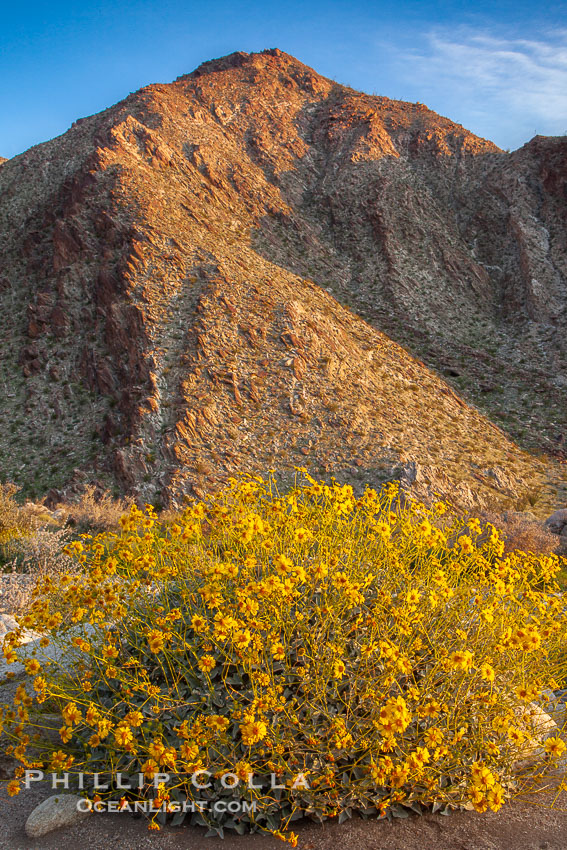 Brittlebush blooms in spring, Palm Canyon, Anza Borrego Desert State Park, Encelia farinosa, Anza-Borrego Desert State Park