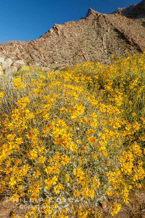 Brittlebush blooms in spring, Palm Canyon, Anza Borrego Desert State Park. Anza-Borrego Desert State Park, Borrego Springs, California, USA, Encelia farinosa, natural history stock photograph, photo id 24312