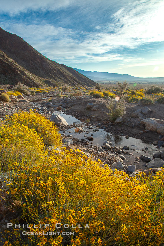 Brittlebush blooms in spring, Palm Canyon, Anza Borrego Desert State Park. Anza-Borrego Desert State Park, Borrego Springs, California, USA, Encelia farinosa, natural history stock photograph, photo id 24311