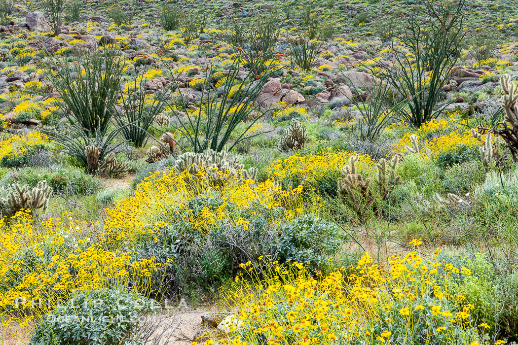 Brittlebush, ocotillo and various cacti and wildflowers color the sides of Glorietta Canyon.  Heavy winter rains led to a historic springtime bloom in 2005, carpeting the entire desert in vegetation and color for months. Anza-Borrego Desert State Park, Borrego Springs, California, USA, Encelia farinosa, Fouquieria splendens, natural history stock photograph, photo id 10957