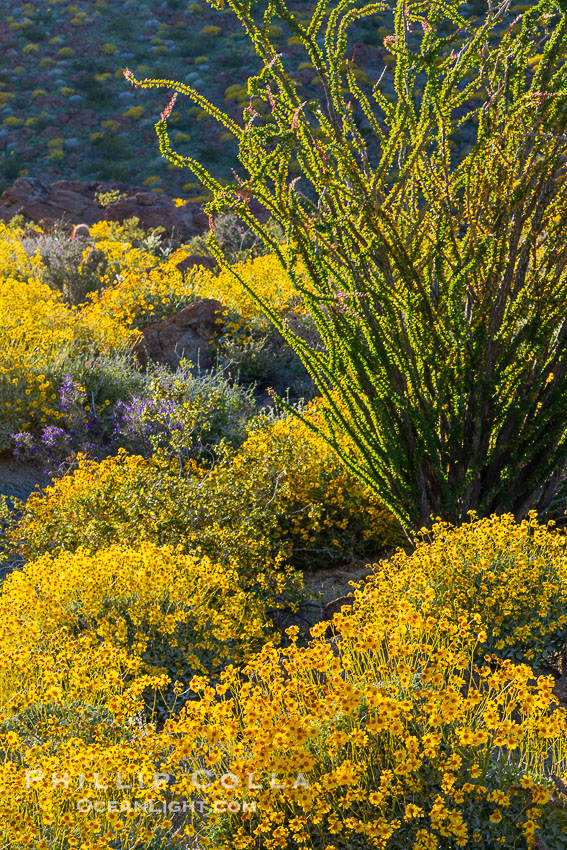 Brittlebush bloom in Anza Borrego Desert State Park, during the 2017 Superbloom. Anza-Borrego Desert State Park, Borrego Springs, California, USA, natural history stock photograph, photo id 33198