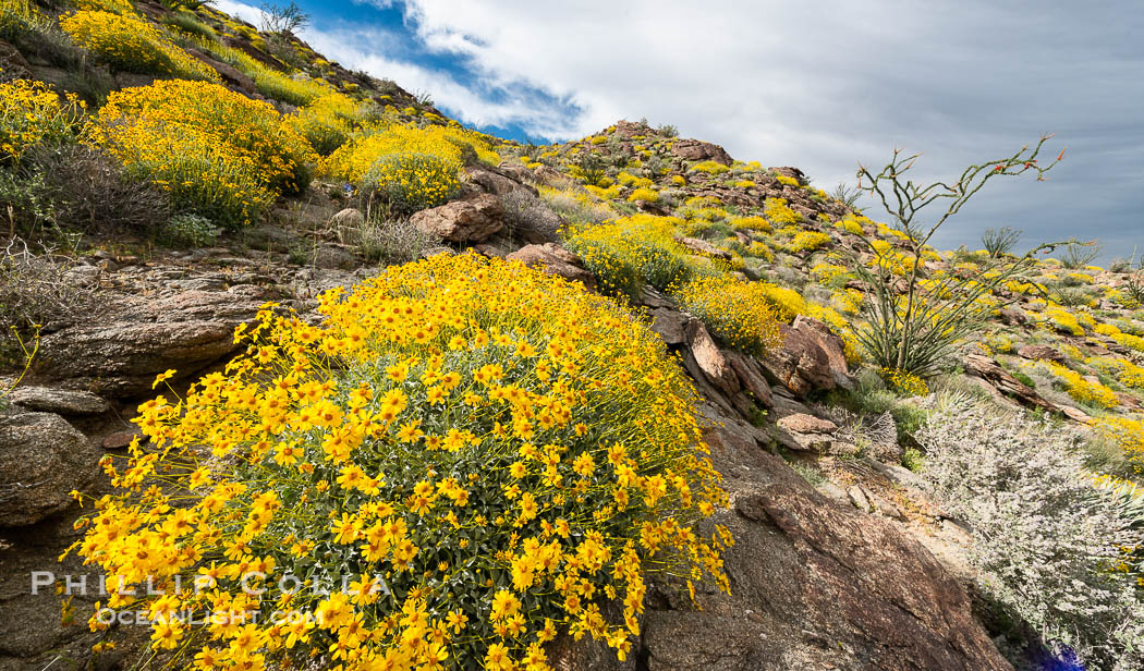 Brittlebush bloom in Anza Borrego Desert State Park, Anza-Borrego Desert State Park, Borrego Springs, California