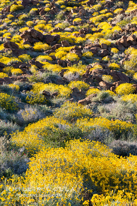 Brittlebush bloom in Anza Borrego Desert State Park, Anza-Borrego Desert State Park, Borrego Springs, California