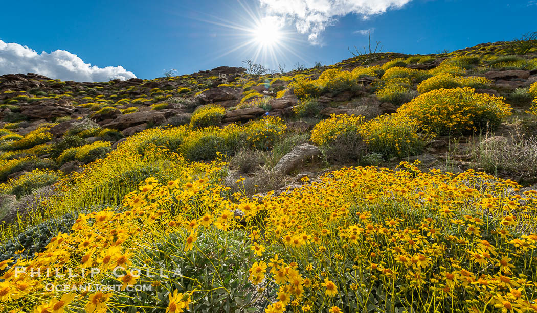 Brittlebush bloom in Anza Borrego Desert State Park, Anza-Borrego Desert State Park, Borrego Springs, California