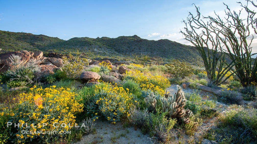 Brittlebush, ocotillo and various cacti and wildflowers color the sides of Glorietta Canyon. Heavy winter rains led to a historic springtime bloom in 2005, carpeting the entire desert in vegetation and color for months, Encelia farinosa, Fouquieria splendens, Anza-Borrego Desert State Park, Anza Borrego, California