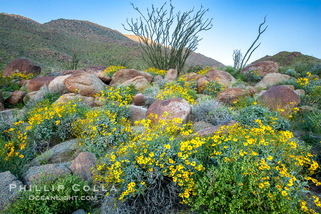 Brittlebush, ocotillo and various cacti and wildflowers color the sides of Glorietta Canyon.  Heavy winter rains led to a historic springtime bloom in 2005, carpeting the entire desert in vegetation and color for months. Anza-Borrego Desert State Park, Borrego Springs, California, USA, Encelia farinosa, Fouquieria splendens, natural history stock photograph, photo id 10893