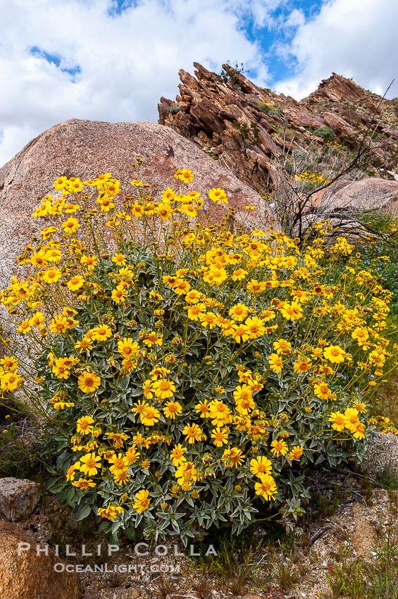 Brittlebush blooming in spring, Palm Canyon. Anza-Borrego Desert State Park, Borrego Springs, California, USA, Encelia farinosa, natural history stock photograph, photo id 10535