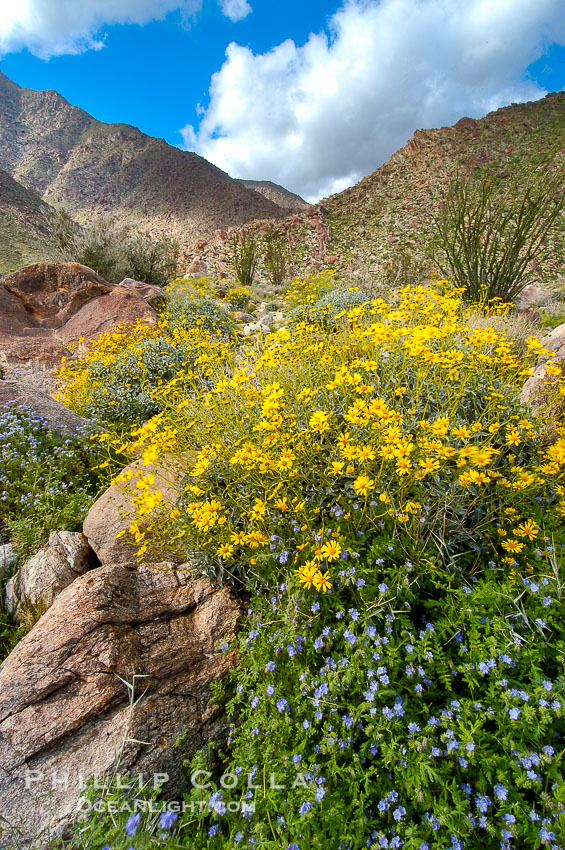 Brittlebush (yellow) and wild heliotrope (blue) bloom in spring, Palm Canyon, Encelia farinosa, Anza-Borrego Desert State Park, Anza Borrego, California