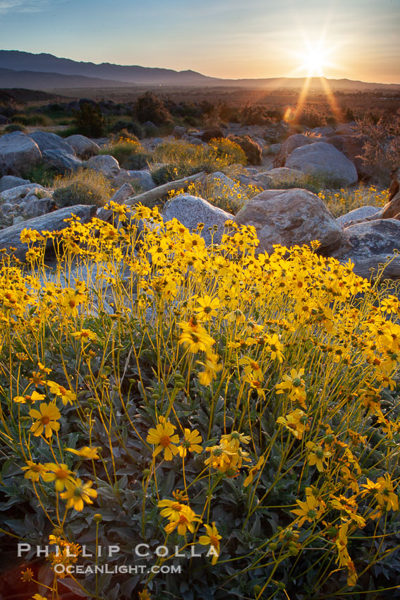 Brittlebush at sunrise, dawn, springtime bloom, Palm Canyon, Anza Borrego Desert State Park. Anza-Borrego Desert State Park, Borrego Springs, California, USA, Encelia farinosa, natural history stock photograph, photo id 24301