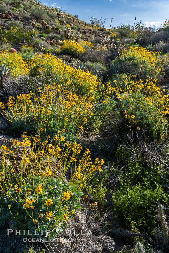 Brittlebush and various cacti and wildflowers color the sides of Glorietta Canyon.  Heavy winter rains led to a historic springtime bloom in 2005, carpeting the entire desert in vegetation and color for months. Anza-Borrego Desert State Park, Borrego Springs, California, USA, Encelia farinosa, natural history stock photograph, photo id 10904
