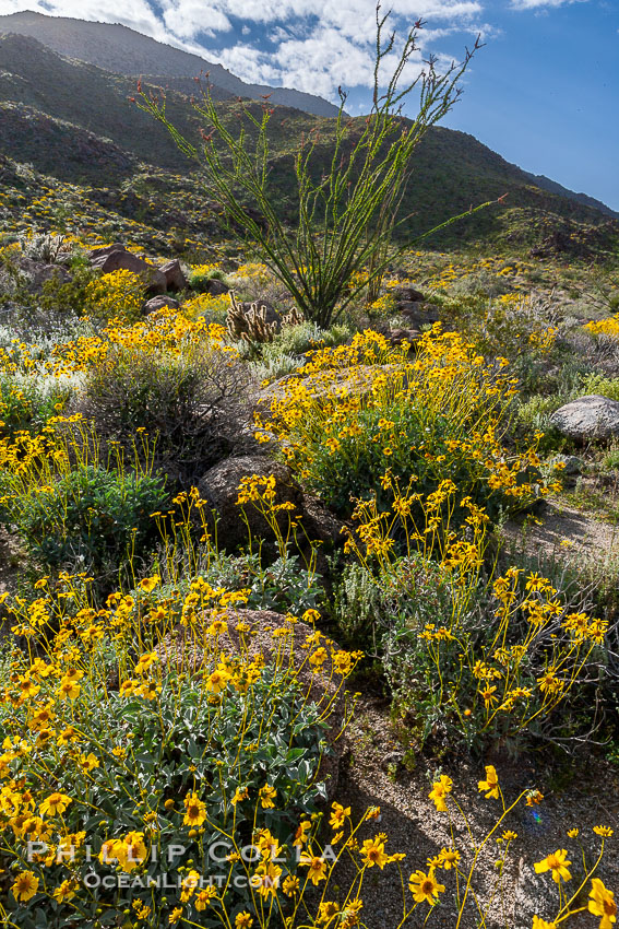 Brittlebush and various cacti and wildflowers color the sides of Glorietta Canyon.  Heavy winter rains led to a historic springtime bloom in 2005, carpeting the entire desert in vegetation and color for months. Anza-Borrego Desert State Park, Borrego Springs, California, USA, Encelia farinosa, natural history stock photograph, photo id 10911