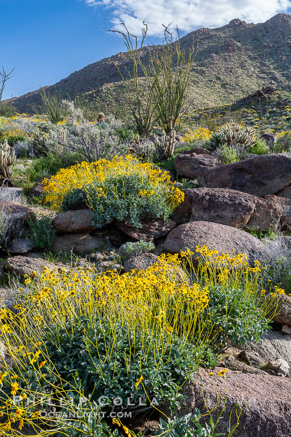 Brittlebush and various cacti and wildflowers color the sides of Glorietta Canyon.  Heavy winter rains led to a historic springtime bloom in 2005, carpeting the entire desert in vegetation and color for months. Anza-Borrego Desert State Park, Borrego Springs, California, USA, Encelia farinosa, natural history stock photograph, photo id 10913