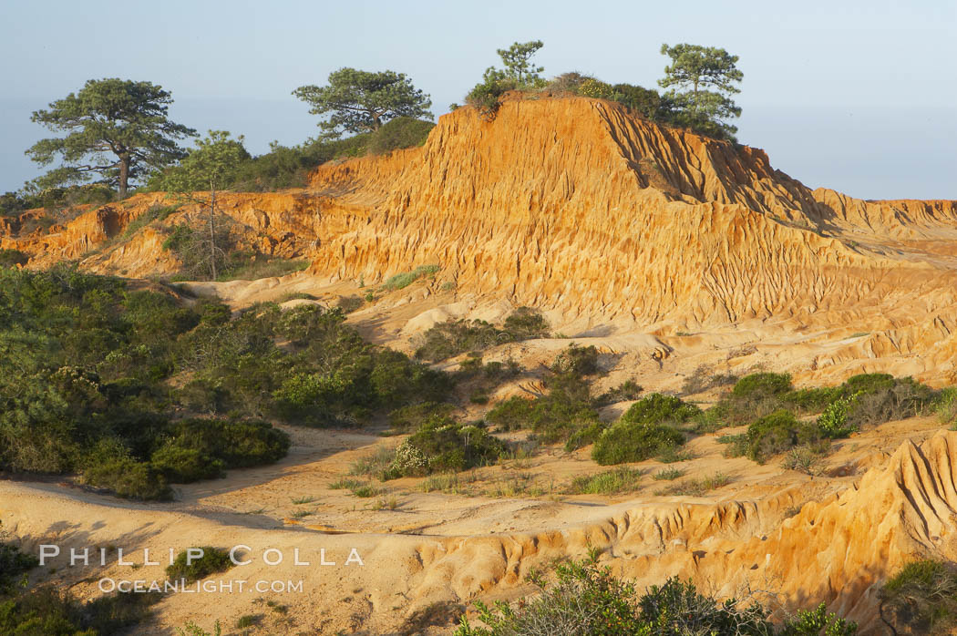 Broken Hill is an ancient, compacted sand dune that was uplifted to its present location and is now eroding. Torrey Pines State Reserve, San Diego, California, USA, natural history stock photograph, photo id 12014
