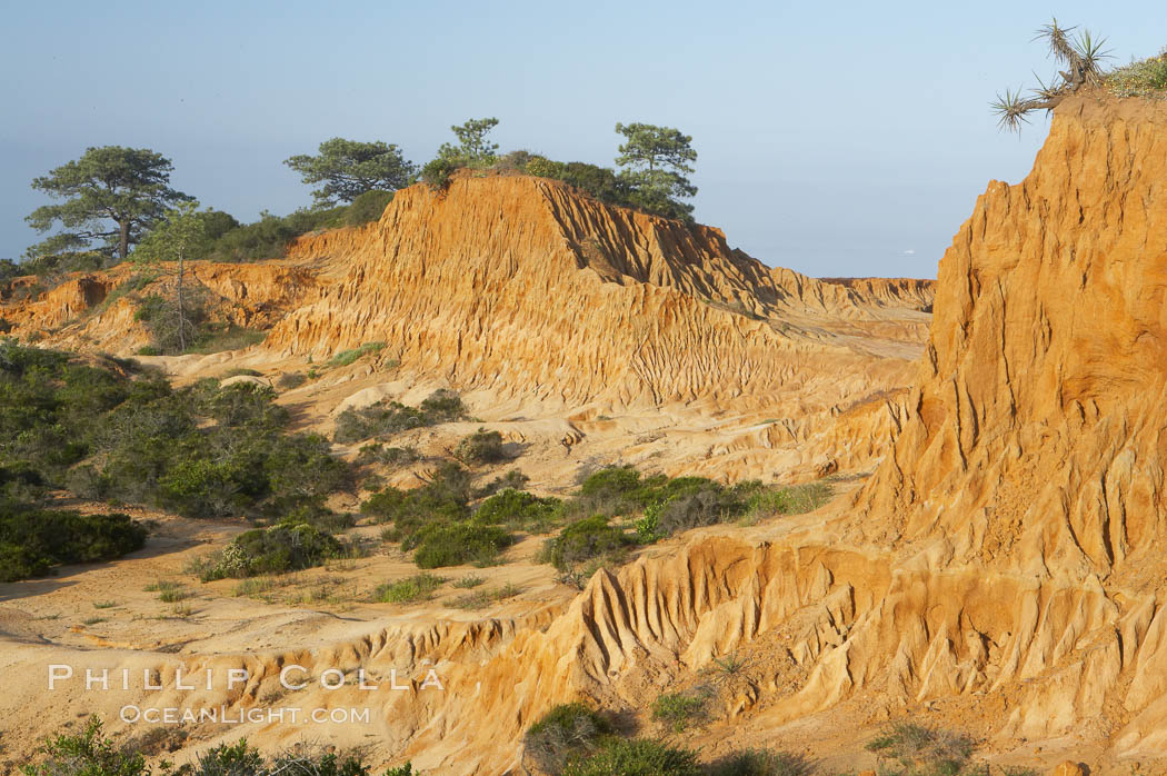 Broken Hill is an ancient, compacted sand dune that was uplifted to its present location and is now eroding. Torrey Pines State Reserve, San Diego, California, USA, natural history stock photograph, photo id 12034