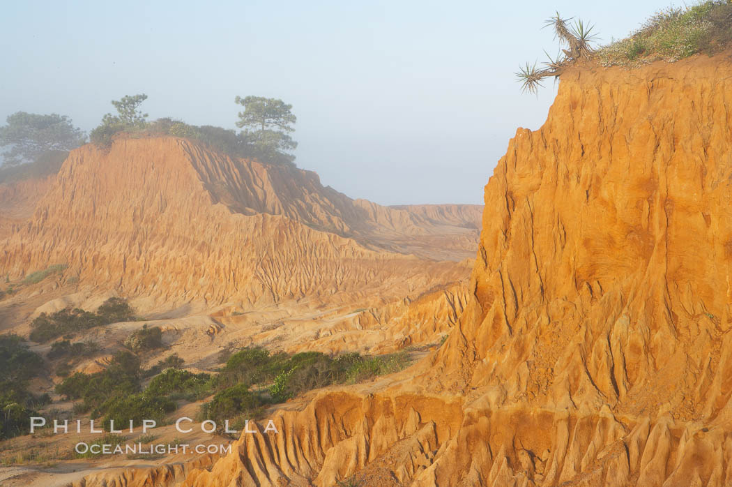 Broken Hill is an ancient, compacted sand dune that was uplifted to its present location and is now eroding. Torrey Pines State Reserve, San Diego, California, USA, natural history stock photograph, photo id 12015