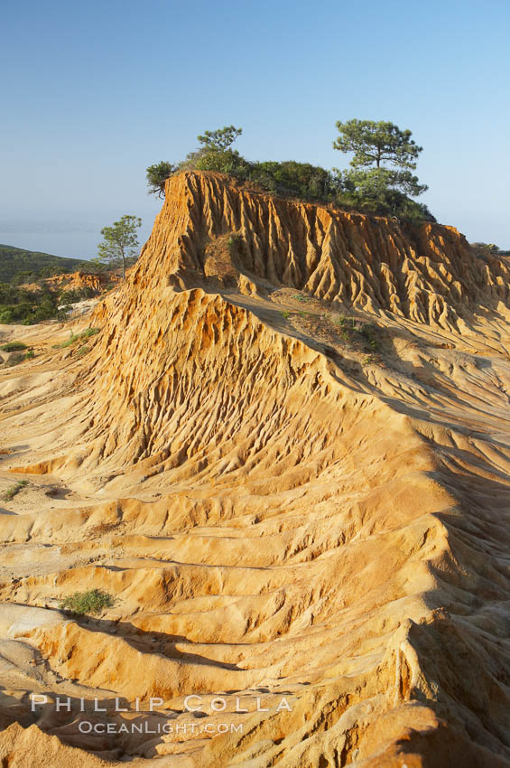 Broken Hill is an ancient, compacted sand dune that was uplifted to its present location and is now eroding. Torrey Pines State Reserve, San Diego, California, USA, natural history stock photograph, photo id 12019