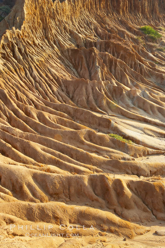 Broken Hill is an ancient, compacted sand dune that was uplifted to its present location and is now eroding. Torrey Pines State Reserve, San Diego, California, USA, natural history stock photograph, photo id 12021