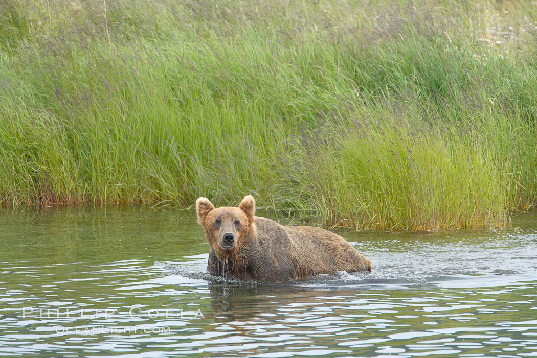 Brown bear walks through the marsh that edges Brooks River. Katmai National Park, Alaska, USA, Ursus arctos, natural history stock photograph, photo id 17198