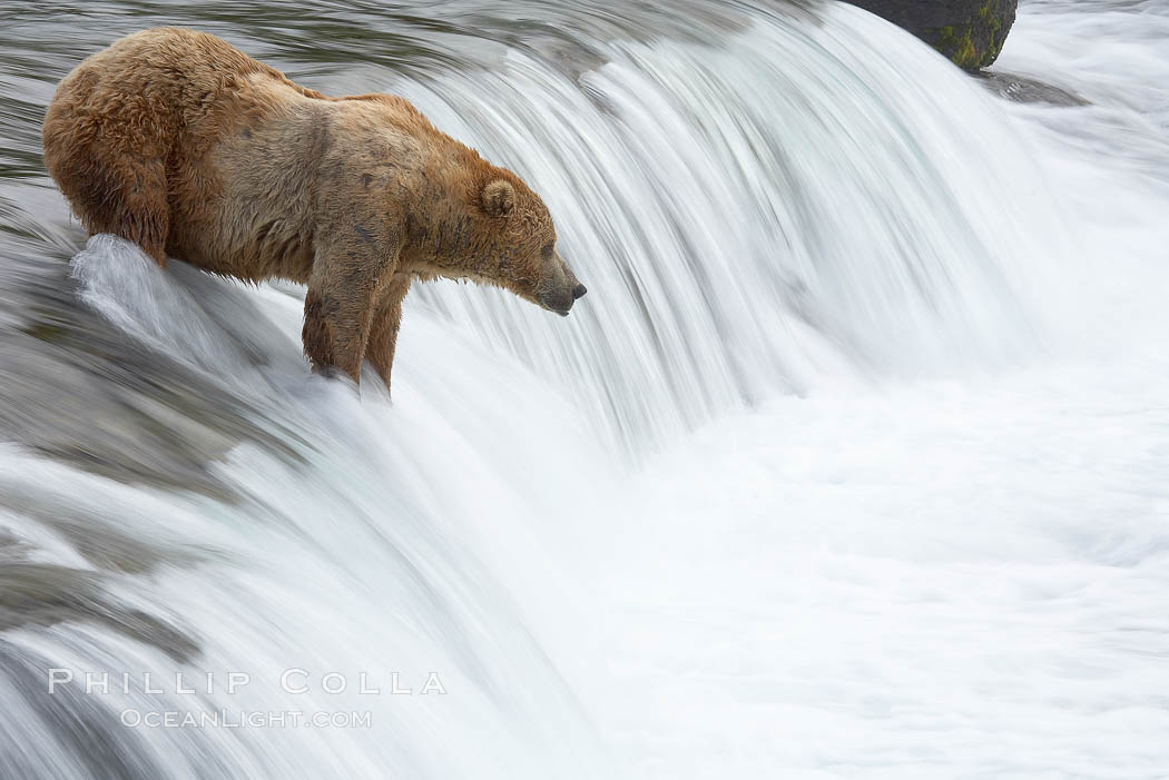 Brown bear (grizzly bear) waits for salmon at Brooks Falls. Blurring of the water is caused by a long shutter speed. Brooks River., Ursus arctos, natural history stock photograph, photo id 17210