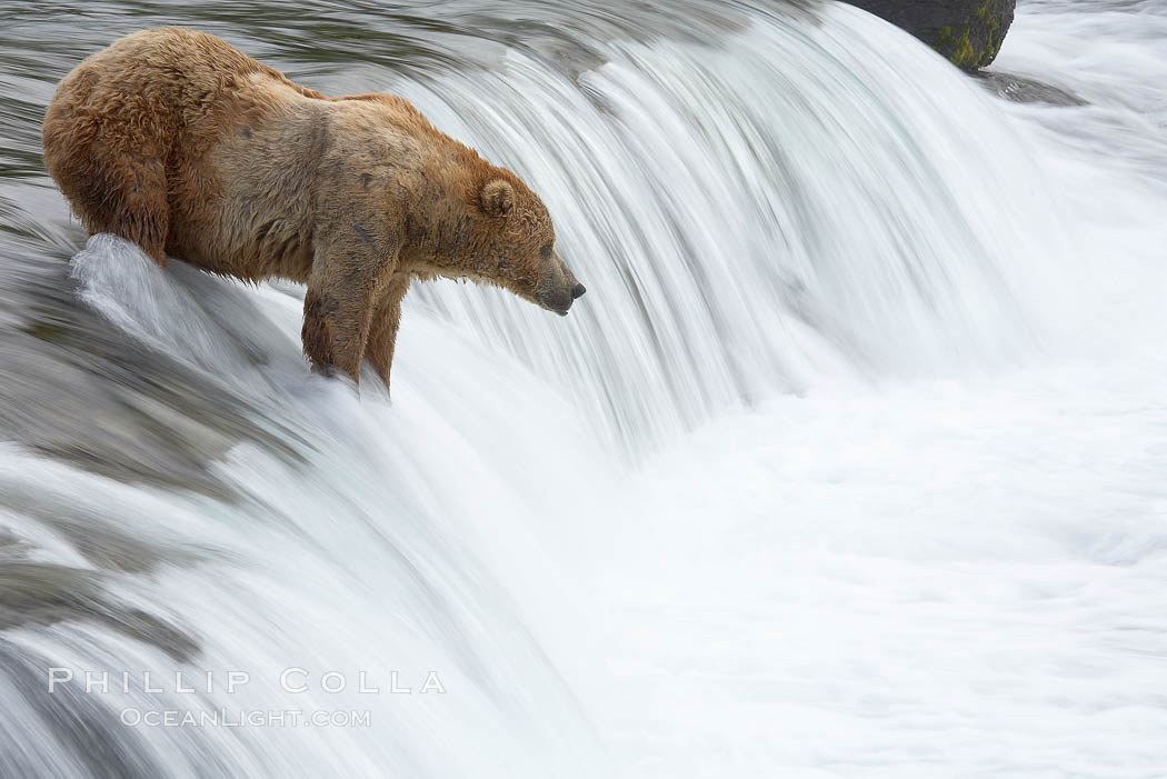 Brown bear (grizzly bear) waits for salmon at Brooks Falls. Blurring of the water is caused by a long shutter speed. Brooks River. Katmai National Park, Alaska, USA, Ursus arctos, natural history stock photograph, photo id 17210