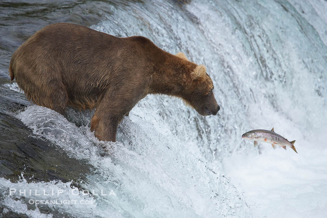 Alaskan brown bear watches a jumping salmon, Brooks Falls., Ursus arctos, natural history stock photograph, photo id 17222