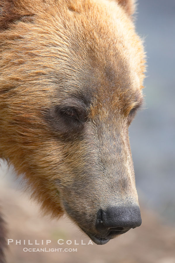 Brown bear head profile., Ursus arctos, natural history stock photograph, photo id 17258
