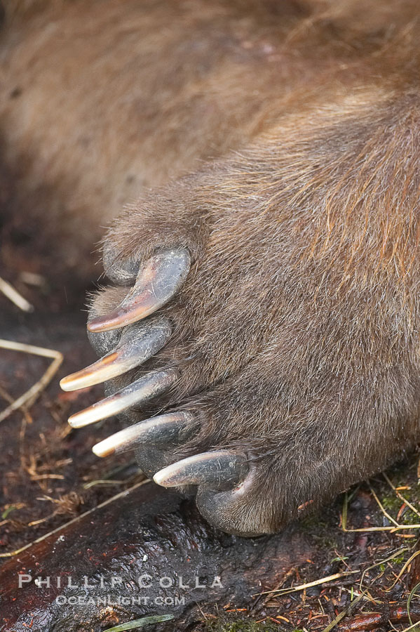 Brown bear paw and claws., Ursus arctos, natural history stock photograph, photo id 17262