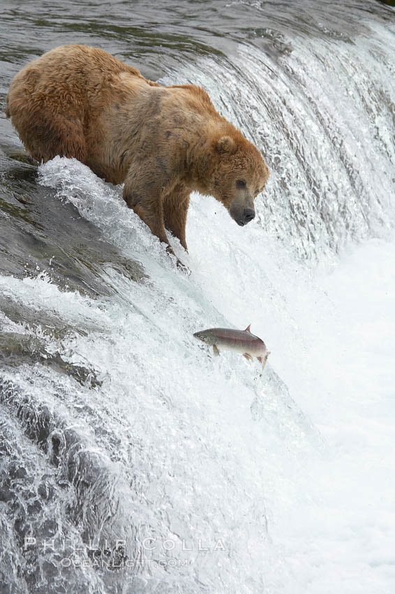 Alaskan brown bear watches a jumping salmon, Brooks Falls. Brooks River, Katmai National Park, USA, Ursus arctos, natural history stock photograph, photo id 17224