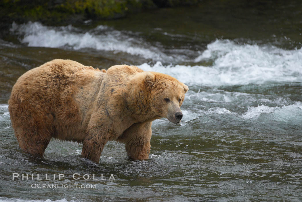 A large, old brown bear (grizzly bear) wades across Brooks River. Coastal and near-coastal brown bears in Alaska can live to 25 years of age, weigh up to 1400 lbs and stand over 9 feet tall. Katmai National Park, USA, Ursus arctos, natural history stock photograph, photo id 17236