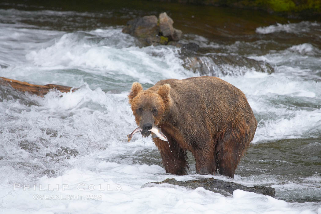 Brown bear (grizzly bear). Brooks River, Katmai National Park, Alaska, USA, Ursus arctos, natural history stock photograph, photo id 17248