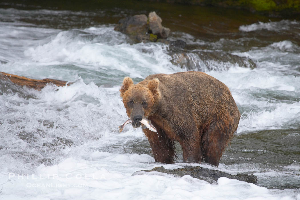 Brown bear (grizzly bear)., Ursus arctos, natural history stock photograph, photo id 17248