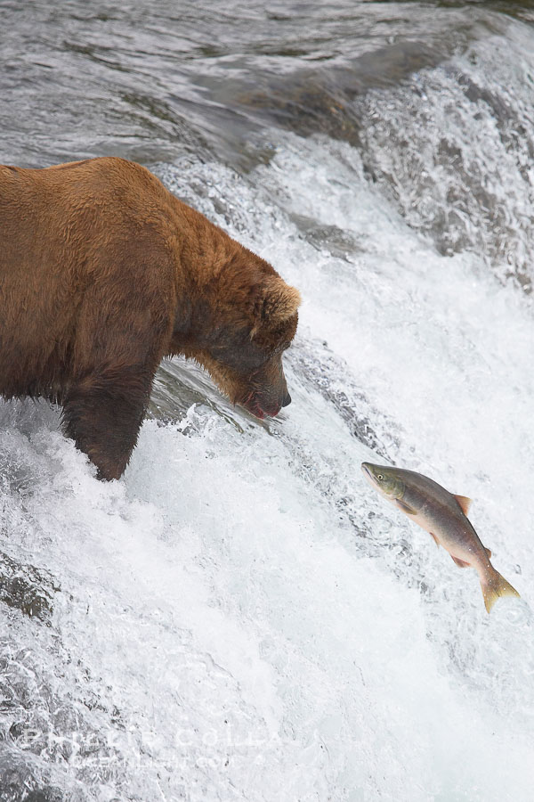 Alaskan brown bear watches a jumping salmon, Brooks Falls., Ursus arctos, natural history stock photograph, photo id 17252