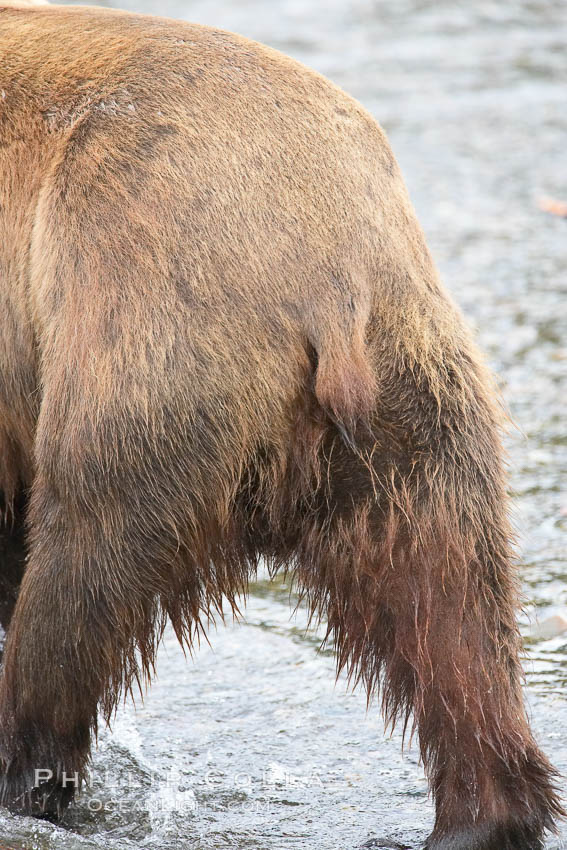 Brown bear tail and hind legs. Brooks River, Katmai National Park, Alaska, USA, Ursus arctos, natural history stock photograph, photo id 17260
