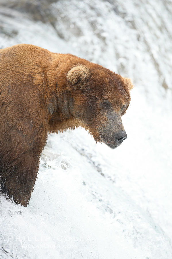 Brown bear (grizzly bear)., Ursus arctos, natural history stock photograph, photo id 17227