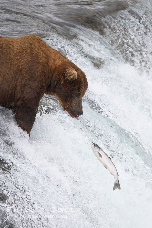 Alaskan brown bear watches a jumping salmon, Brooks Falls., Ursus arctos, natural history stock photograph, photo id 17251