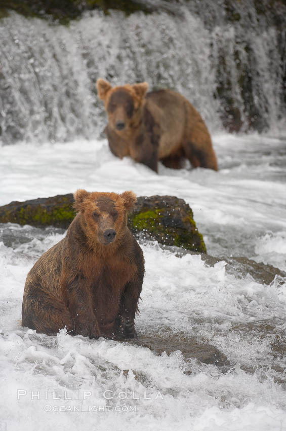 Brown bear (grizzly bear). Brooks River, Katmai National Park, Alaska, USA, Ursus arctos, natural history stock photograph, photo id 17255