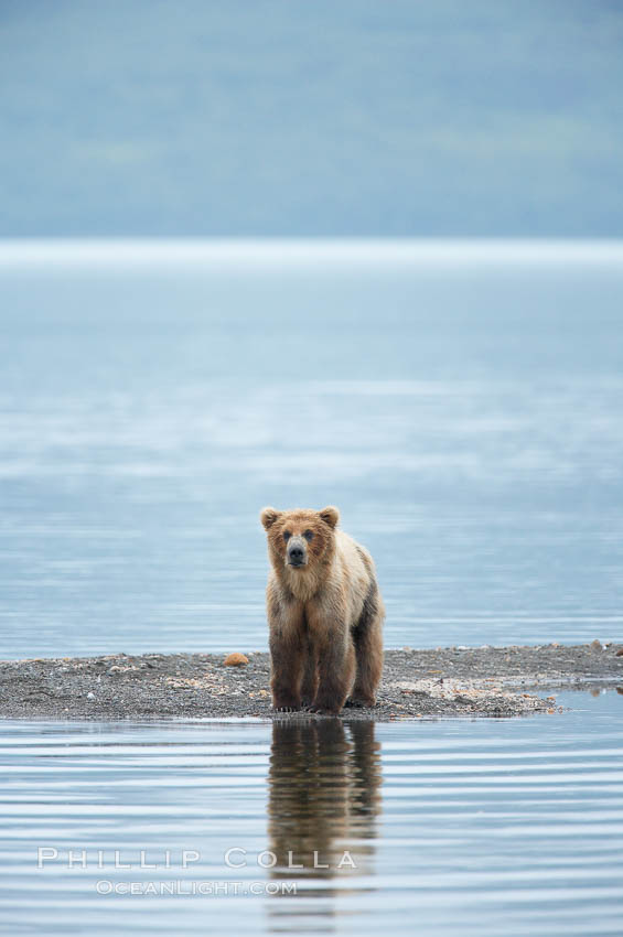 Brown bear reflected in the Brooks River at the edge of Brooks Lake. Katmai National Park, Alaska, USA, Ursus arctos, natural history stock photograph, photo id 17197