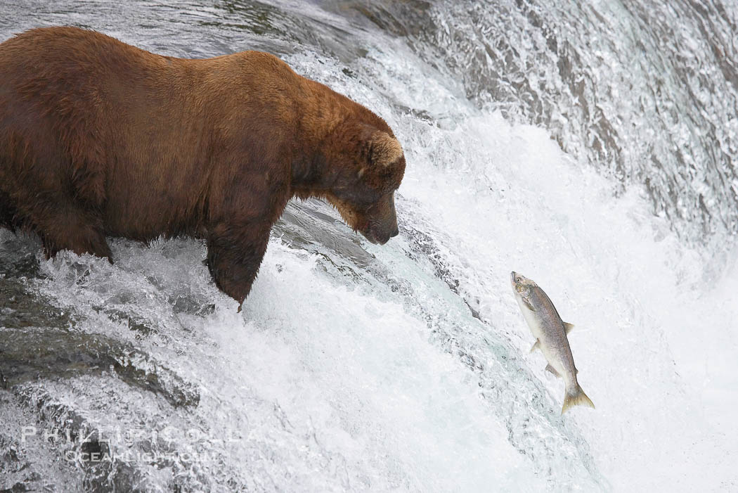 Alaskan brown bear watches a jumping salmon, Brooks Falls., Ursus arctos, natural history stock photograph, photo id 17225